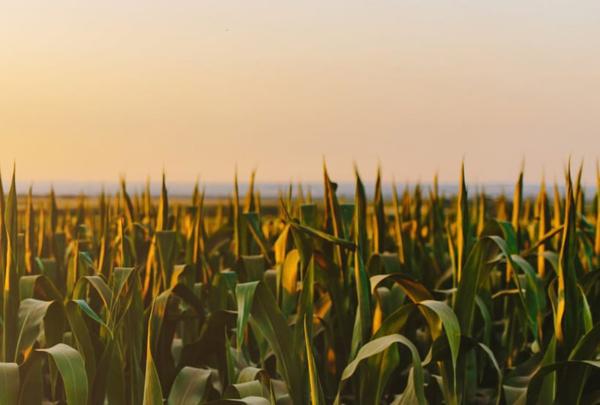 Photo of corn field